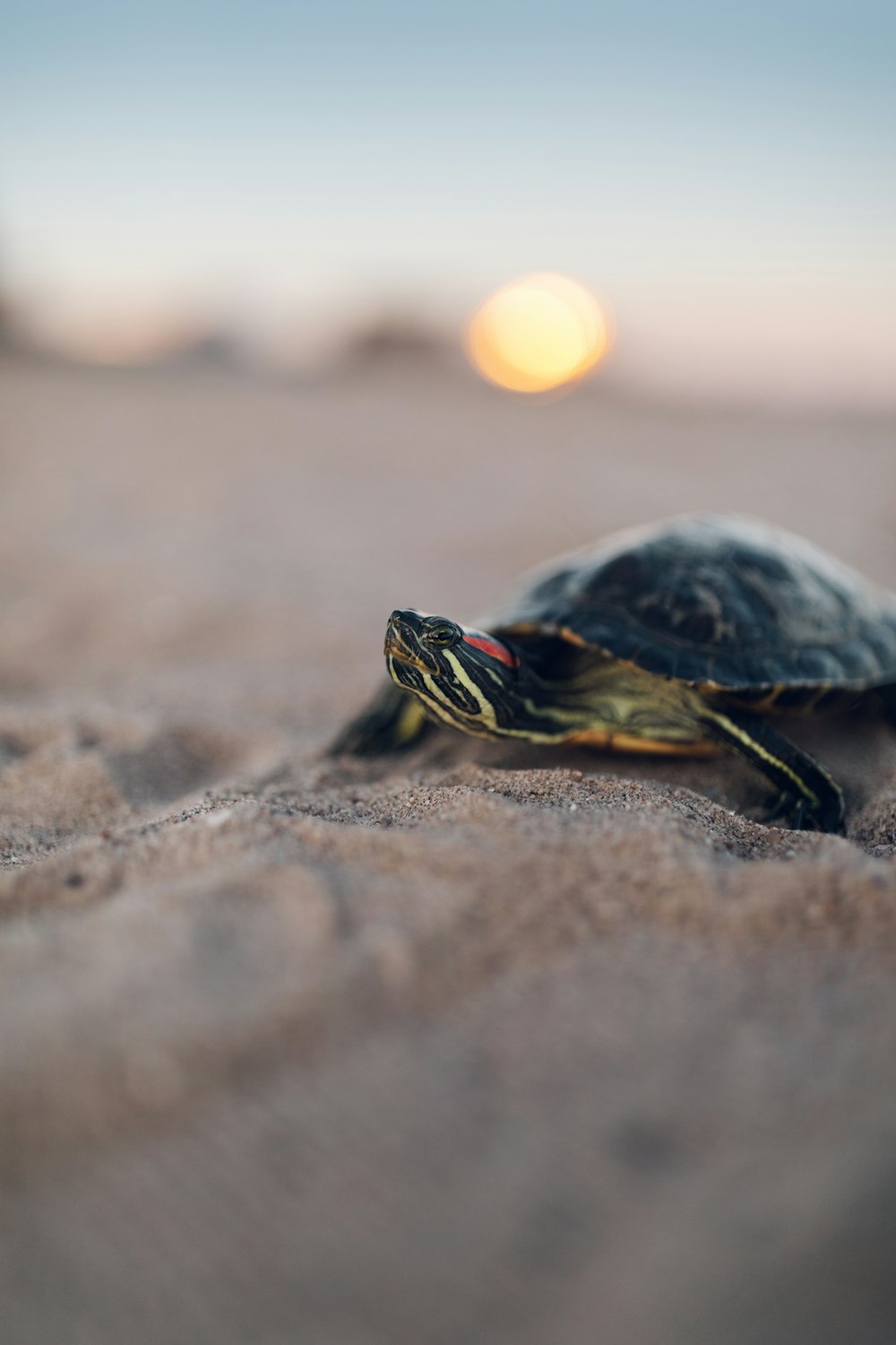 black and yellow turtle on brown sand during daytime