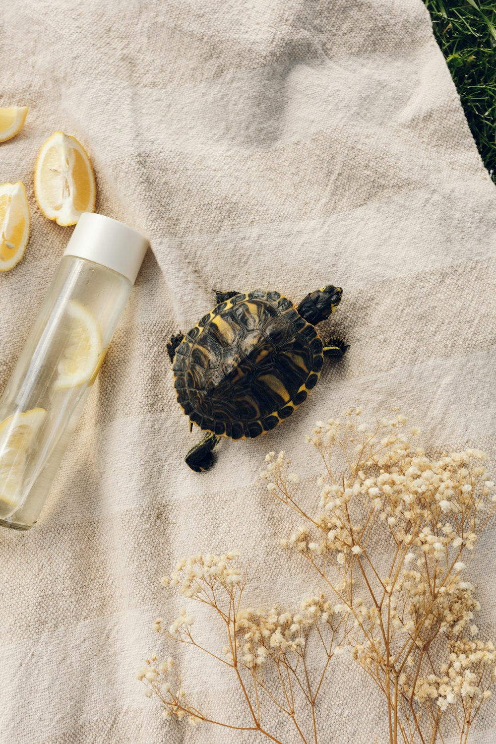 black and gold turtle figurine