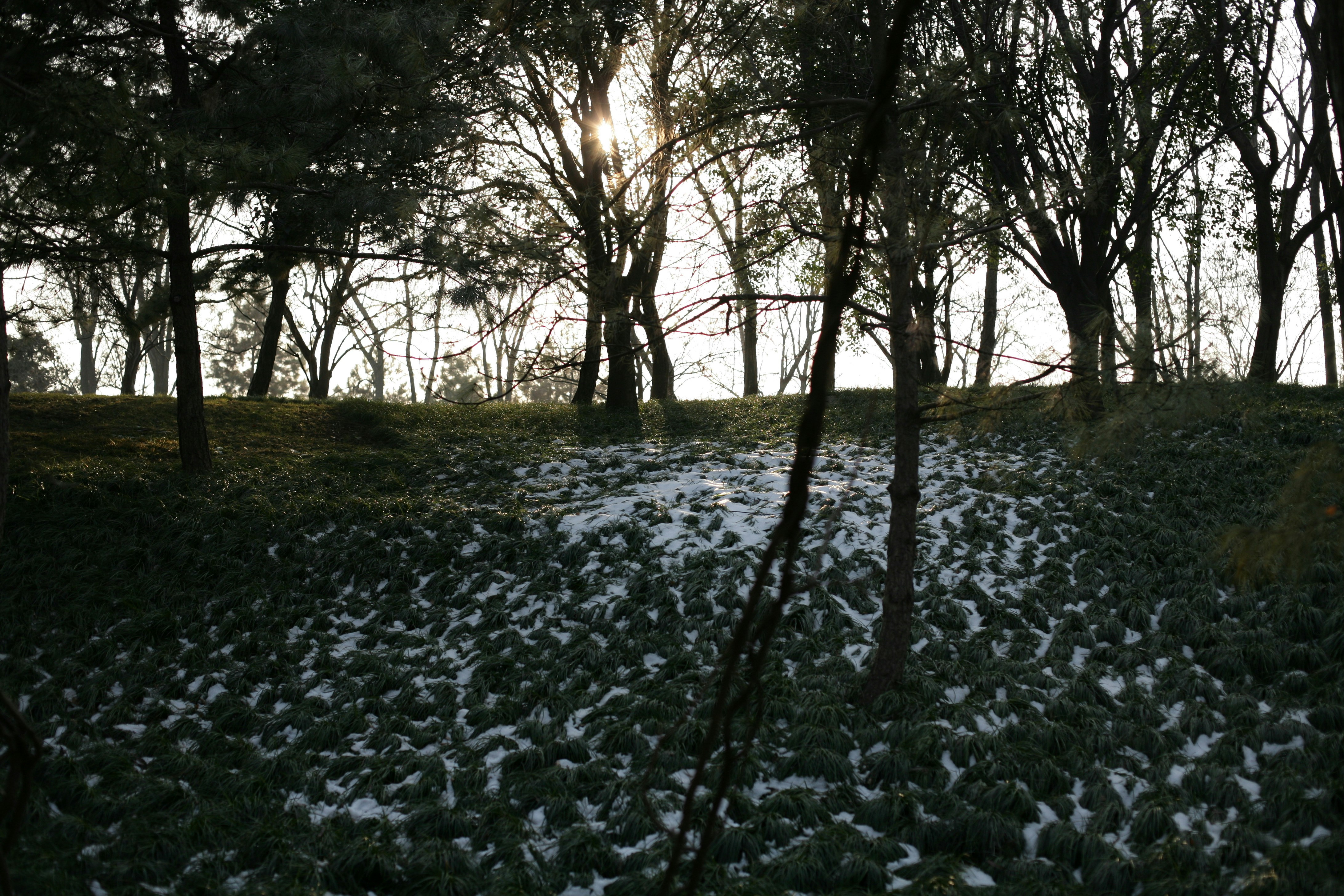 Green trees on white snow covered ground during daytime photo – Free ...