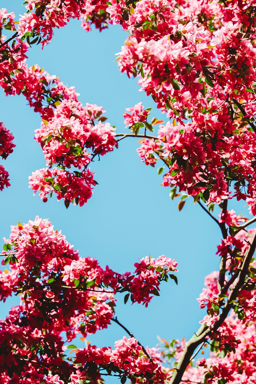 red and green leaf tree under blue sky during daytime