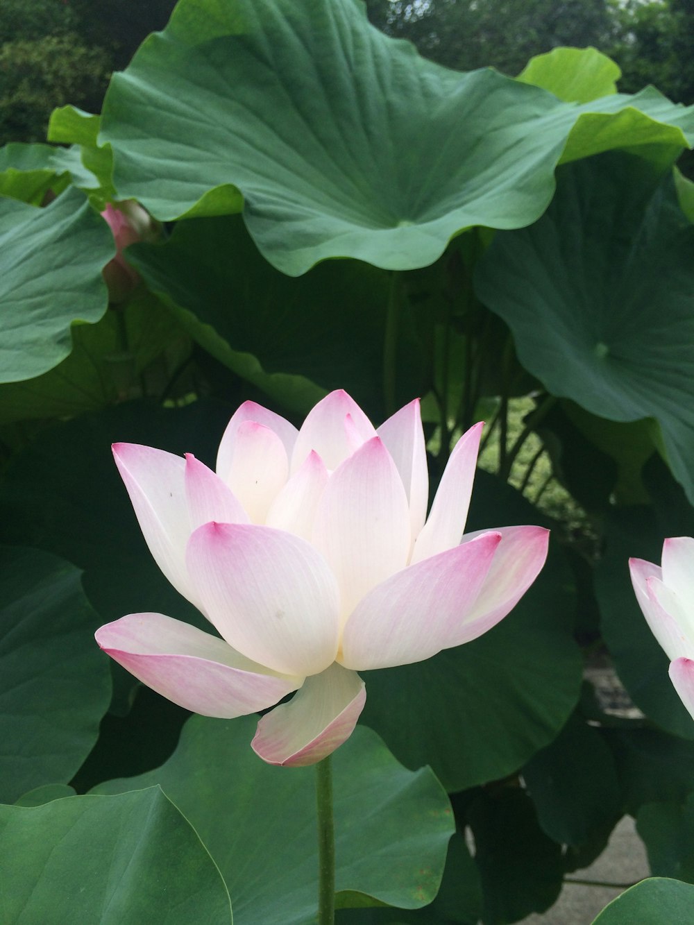 pink lotus flower in bloom during daytime