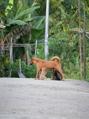 A dog is standing on a paved path surrounded by lush green vegetation. Two puppies are nursing from the dog. In the background, dense foliage of various plants and trees can be seen, creating a natural and serene setting.