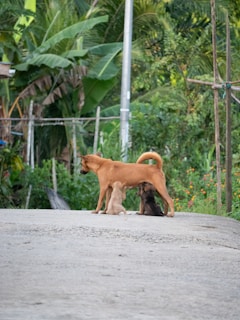 A dog is standing on a paved path surrounded by lush green vegetation. Two puppies are nursing from the dog. In the background, dense foliage of various plants and trees can be seen, creating a natural and serene setting.