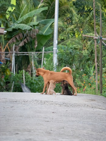 A dog is standing on a paved path surrounded by lush green vegetation. Two puppies are nursing from the dog. In the background, dense foliage of various plants and trees can be seen, creating a natural and serene setting.