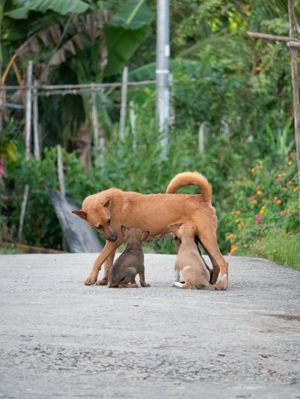 brown short coated medium sized dog on gray concrete road during daytime