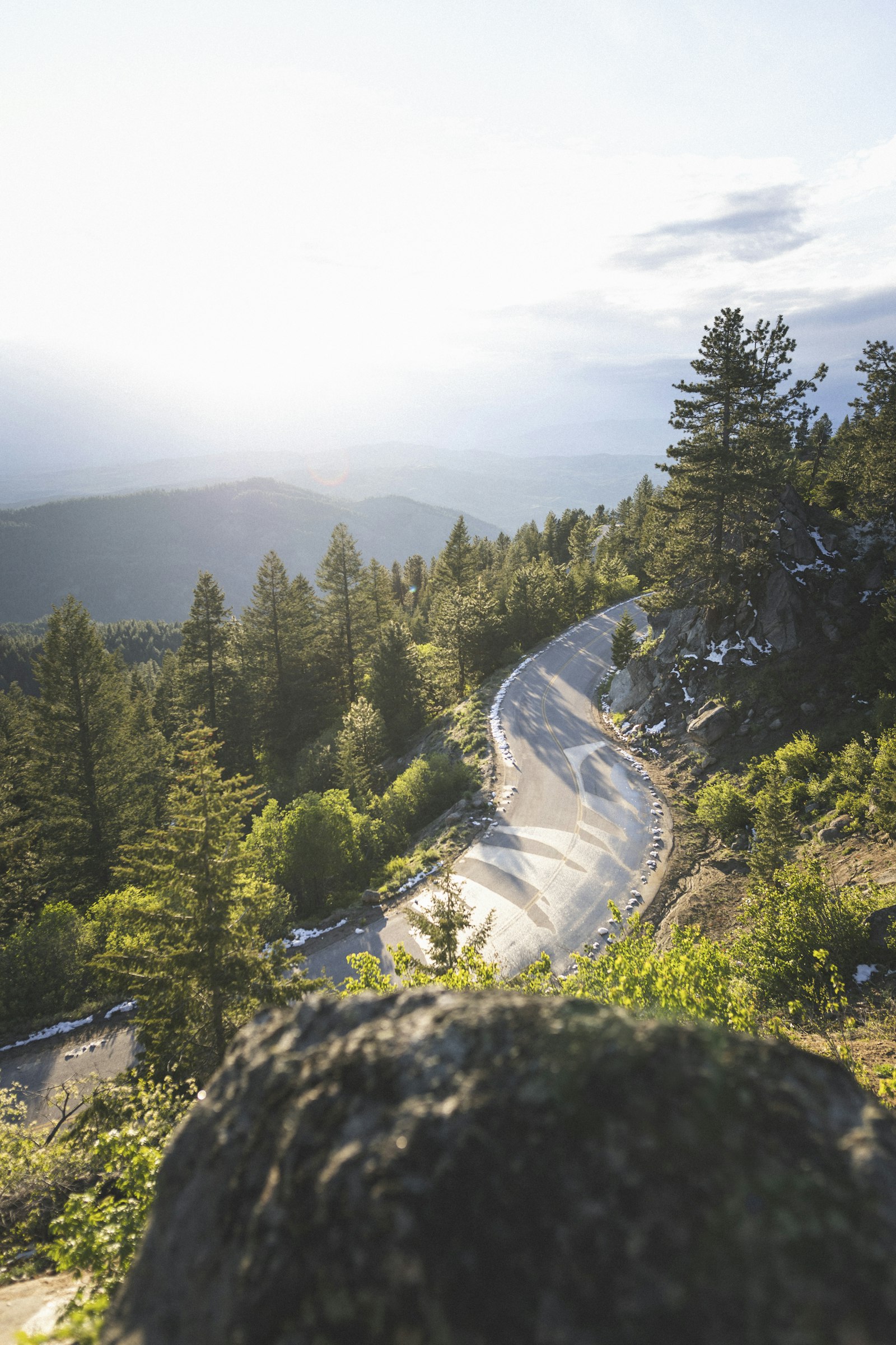 Canon EOS 6D Mark II + Sigma 24mm F1.4 DG HSM Art sample photo. Green pine trees on photography