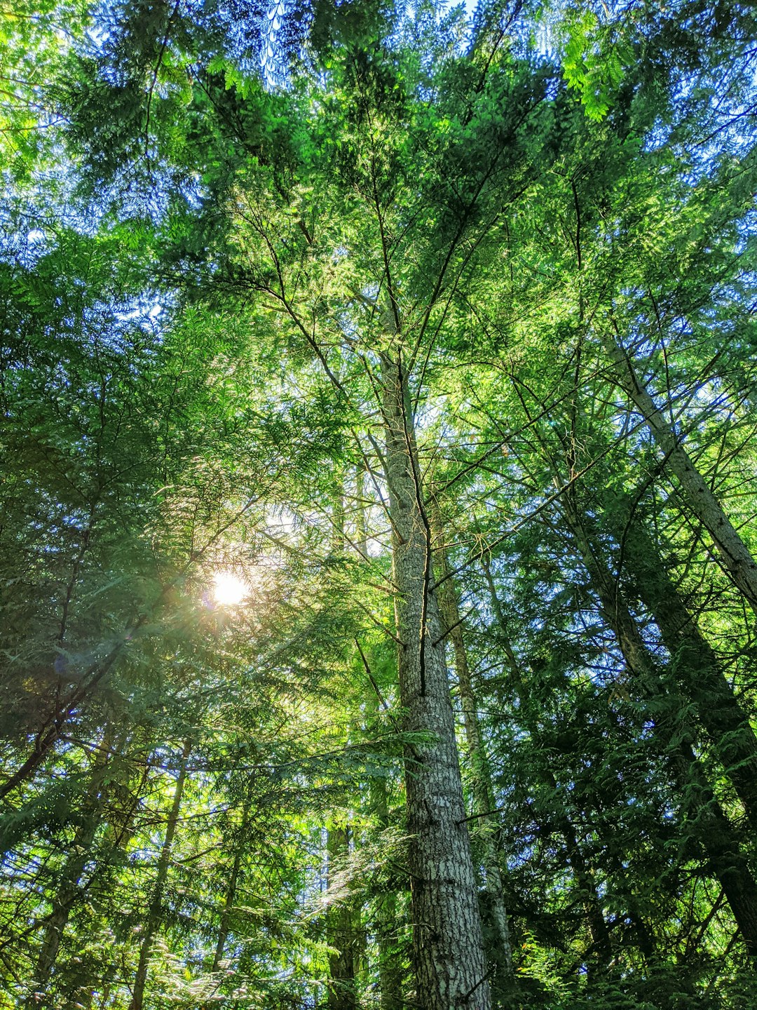 Forest photo spot Vancouver Island Cathedral Grove