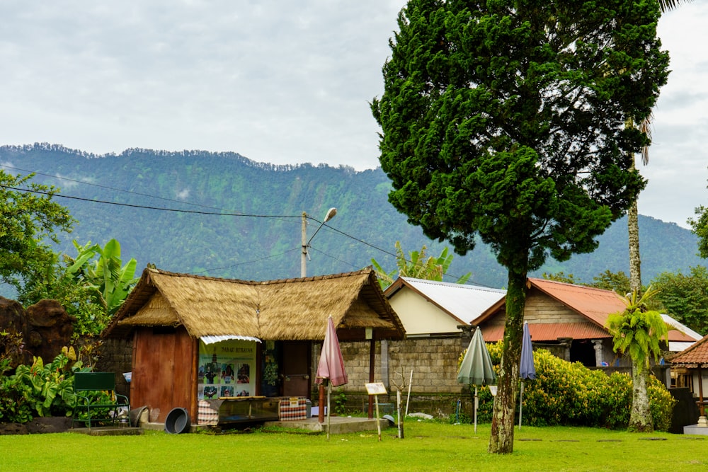 green tree beside brown wooden house