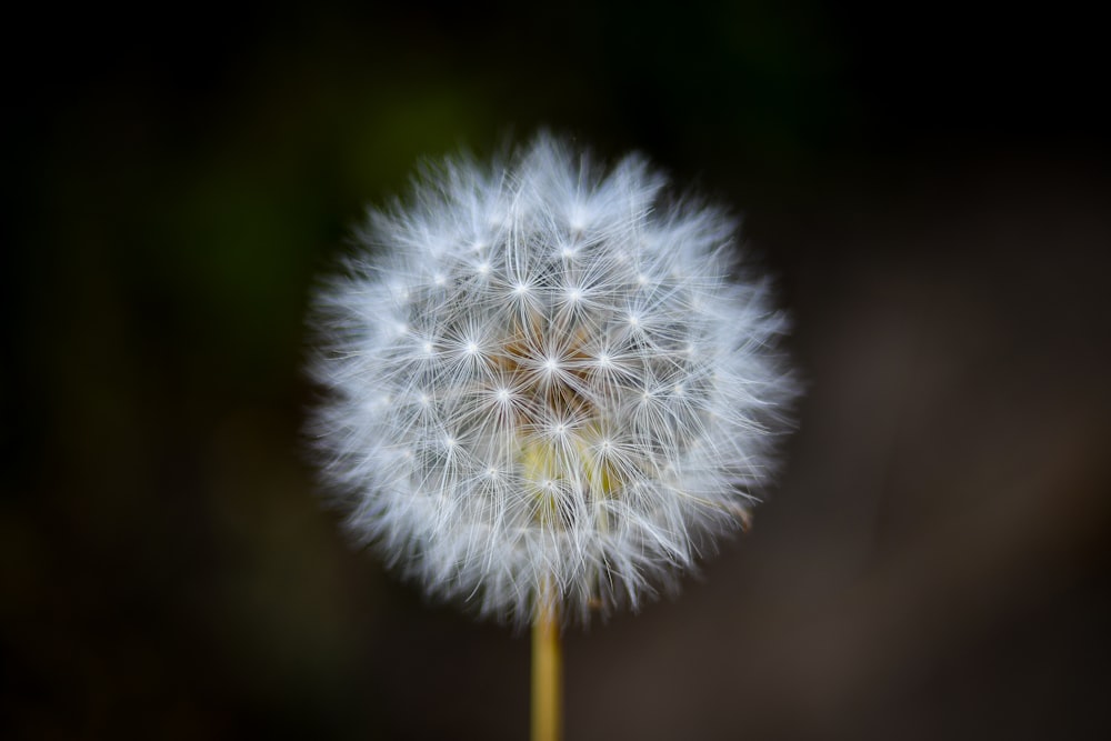 white dandelion in close up photography