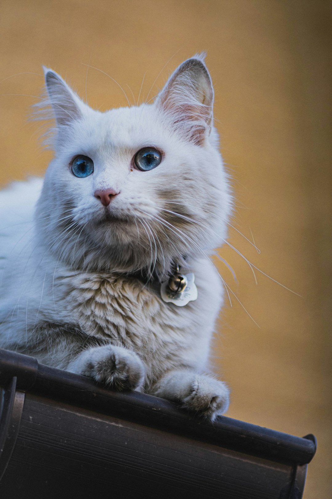 white cat with gold chain necklace