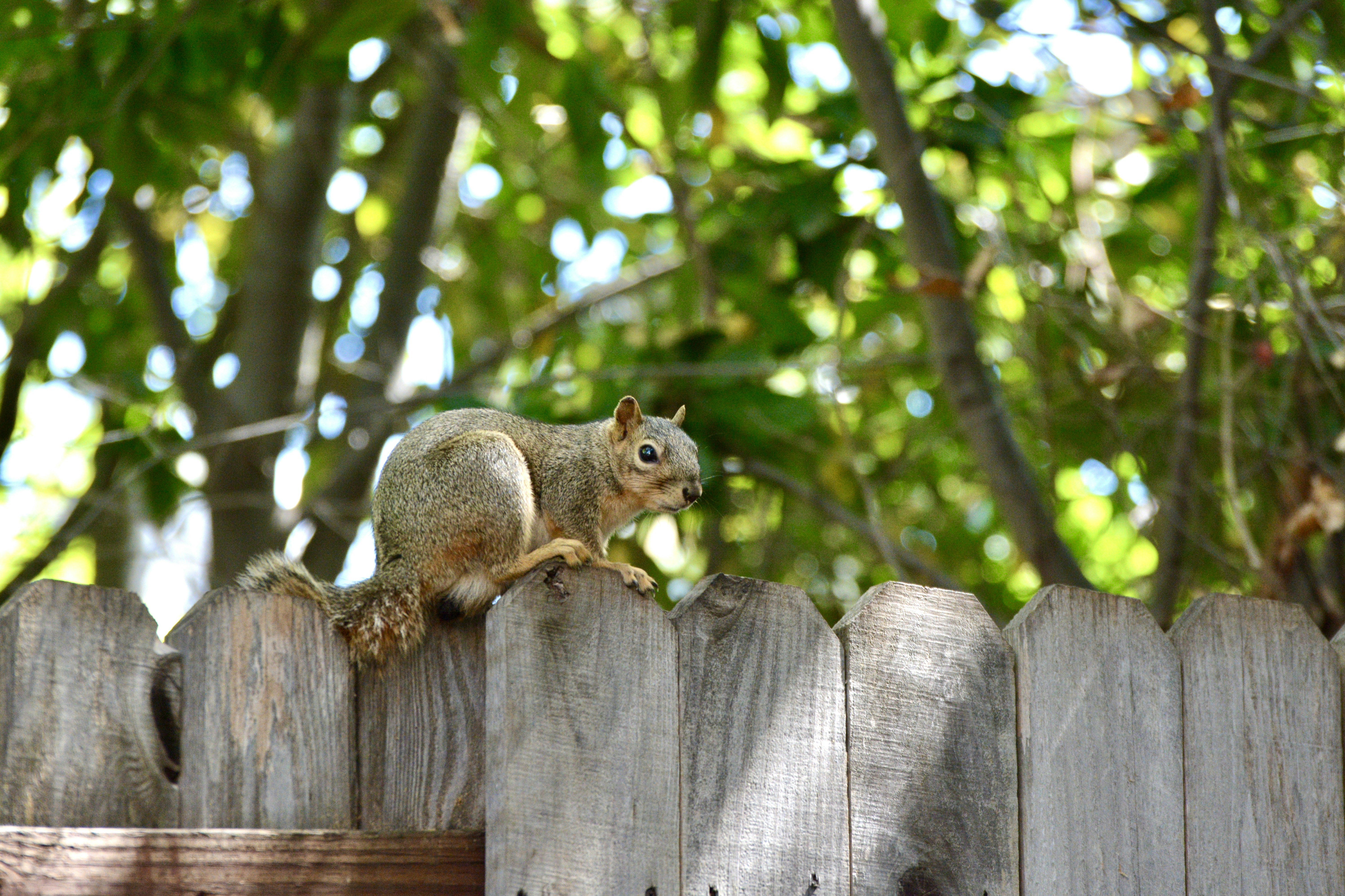 昼間の茶色の木製の柵の上の茶色のリス