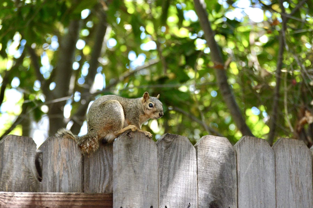 brown squirrel on brown wooden fence during daytime