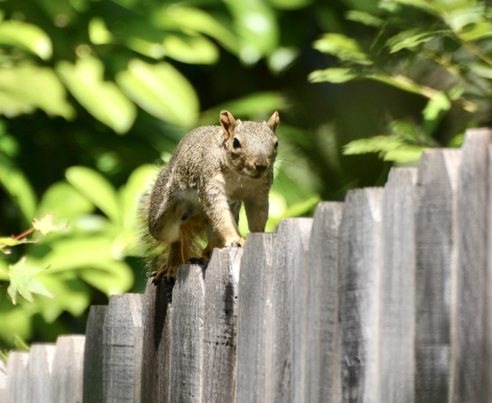 brown squirrel on brown wooden fence during daytime