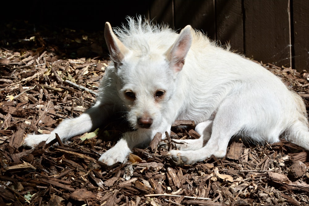 white chihuahua on brown dried leaves