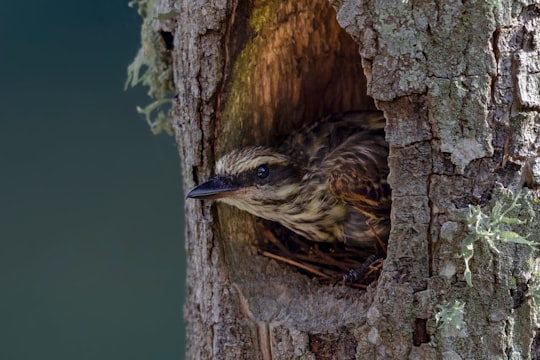 brown bird on brown tree trunk in Manizales Colombia