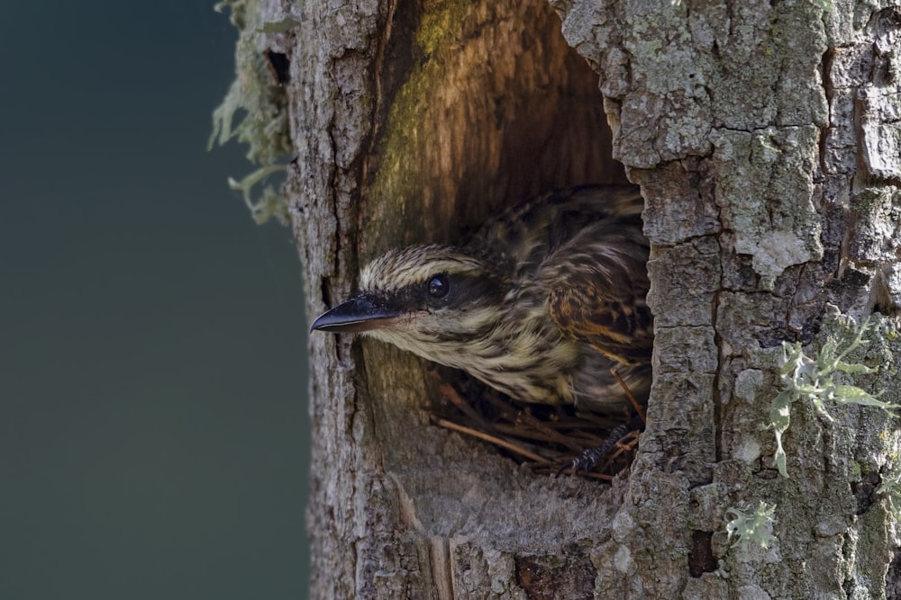 pájaro marrón en tronco de árbol marrón