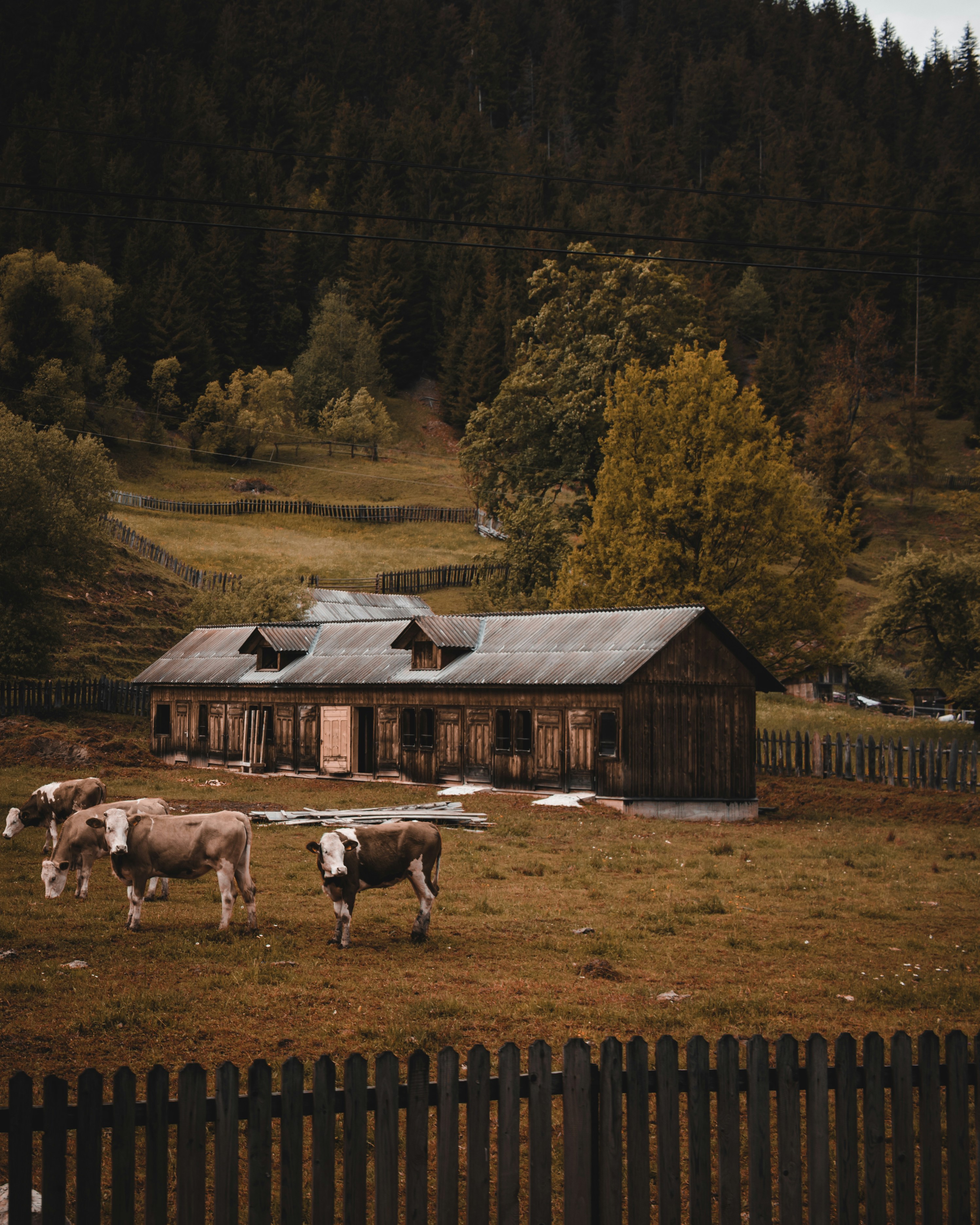 herd of cows on green grass field near brown wooden house during daytime