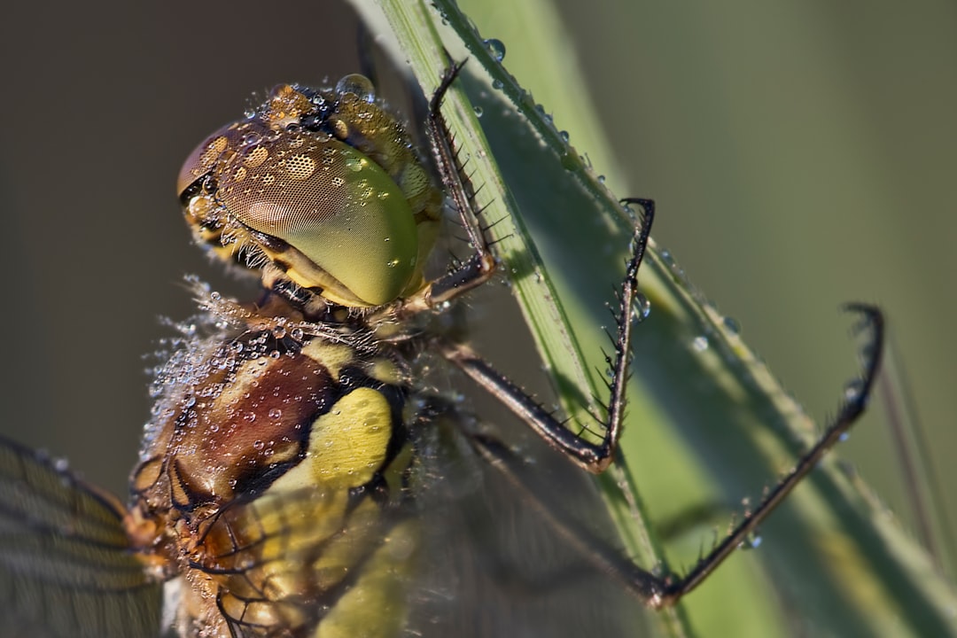 brown and black dragonfly in close up photography during daytime