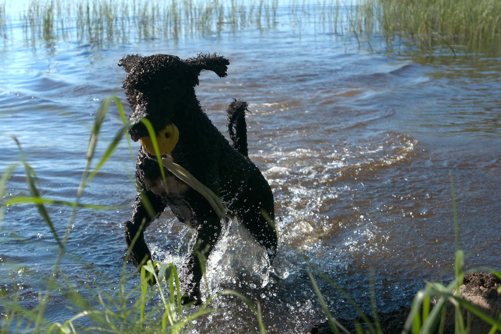 Rye, the planned litter's dam, charging through the shallows of a lake