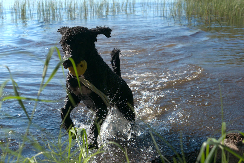 Rye charging through the shallows of a reed-fringed lake