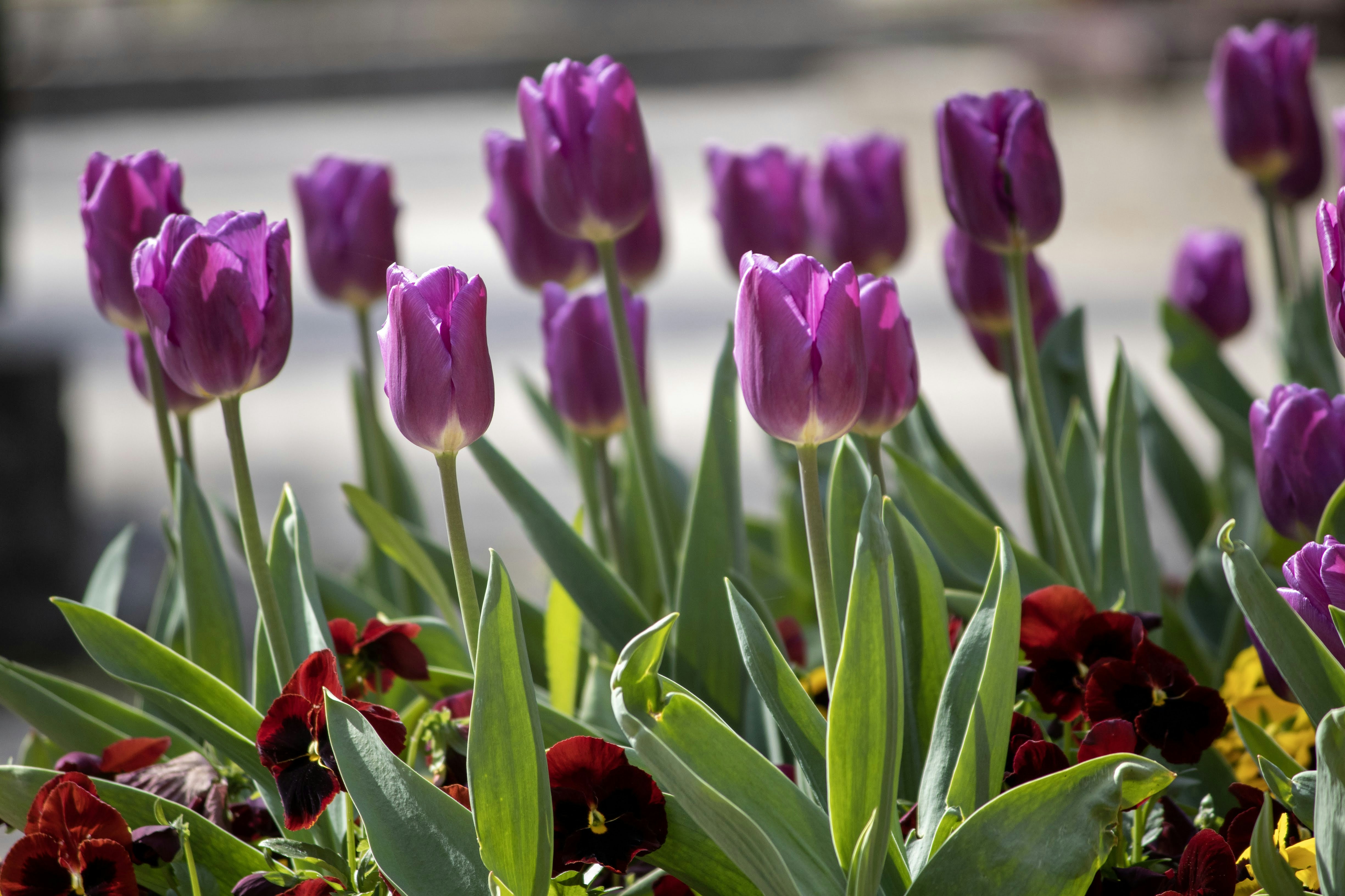 Photo by galandrasphoto