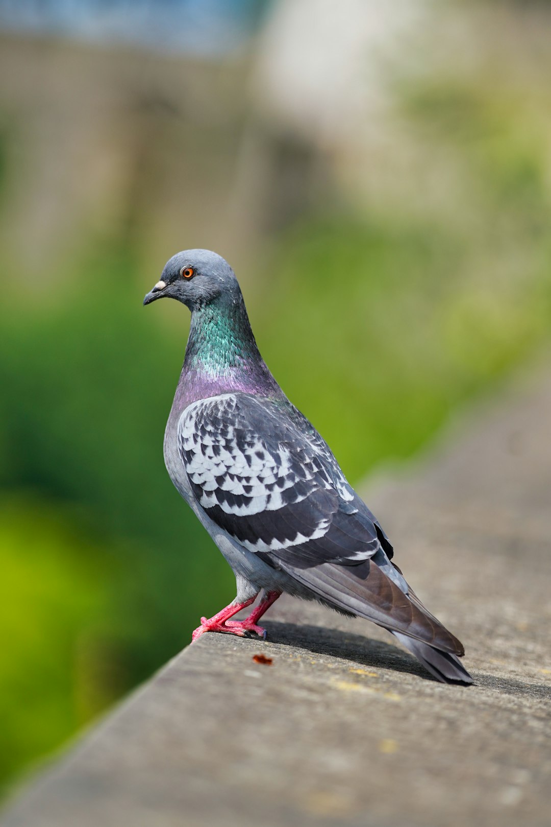  blue and gray bird on brown wooden table pigeon