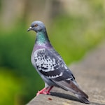 blue and gray bird on brown wooden table