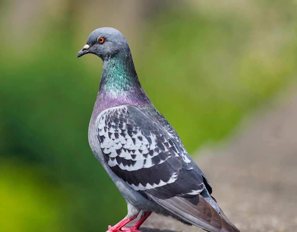 blue and gray bird on brown wooden table