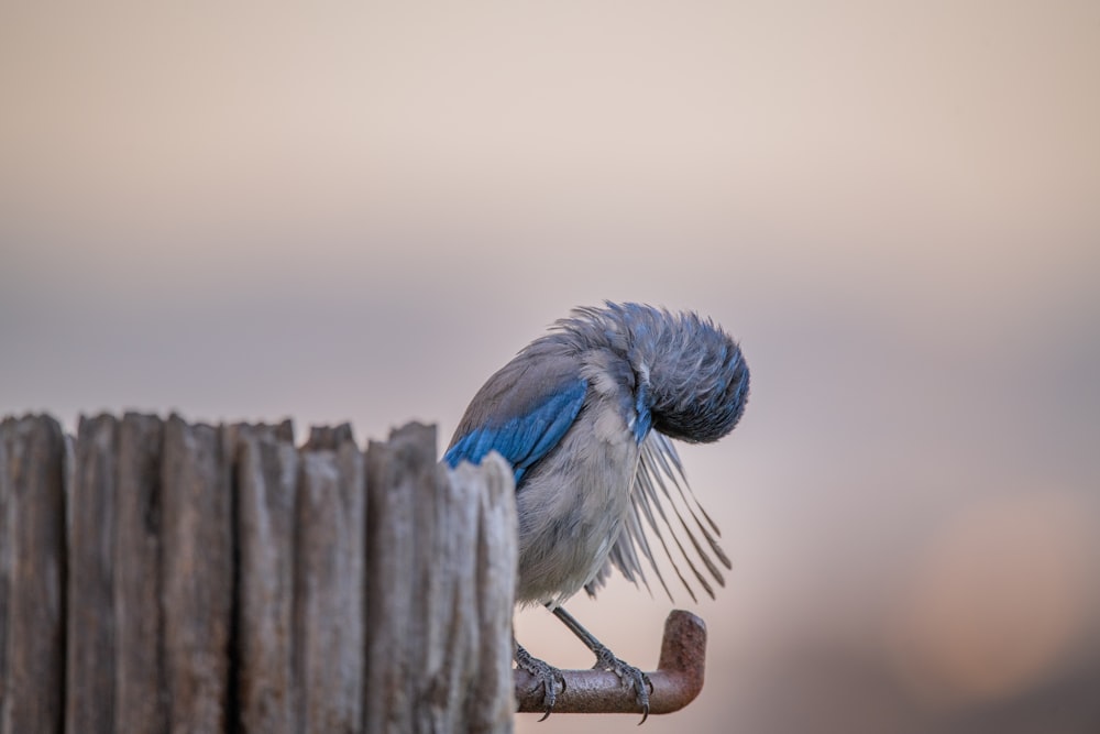 blue and white bird on brown wooden fence during daytime