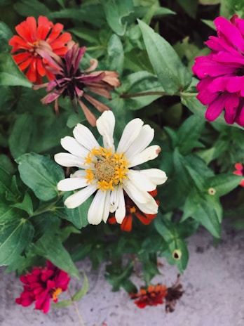 A close-up of vibrant flowers in a lush garden.