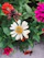 A close-up of vibrant blooming flowers in a garden setting in Kupiškis region.
