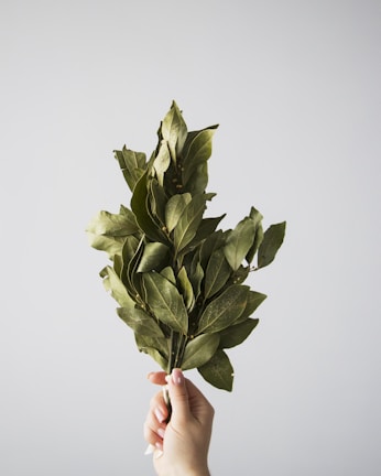 Close-up of hands holding fresh herbal leaves used in Moetee Herbal products