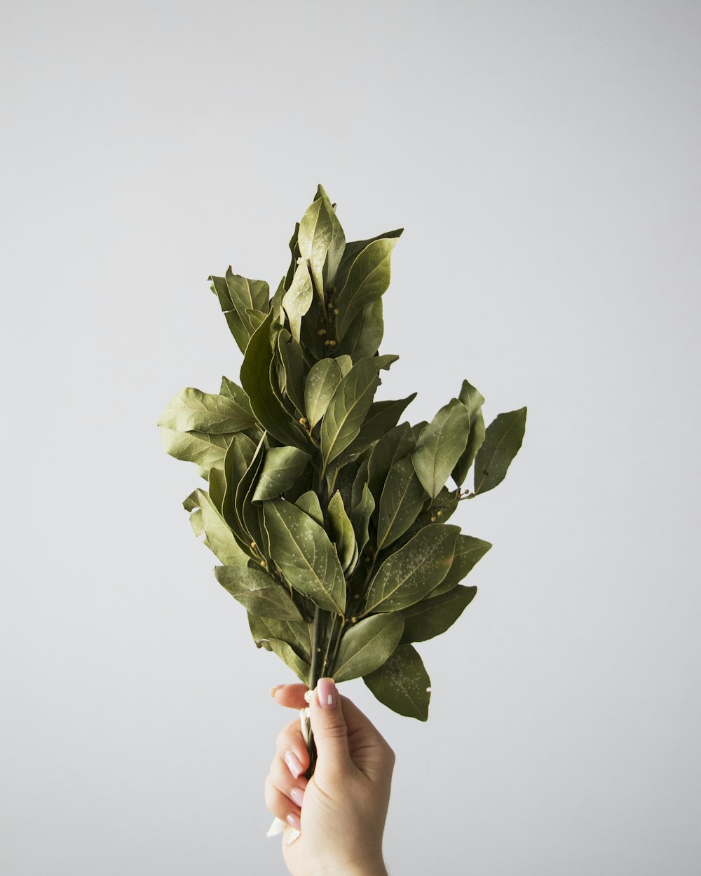 personne tenant un bouquet de fleurs vertes