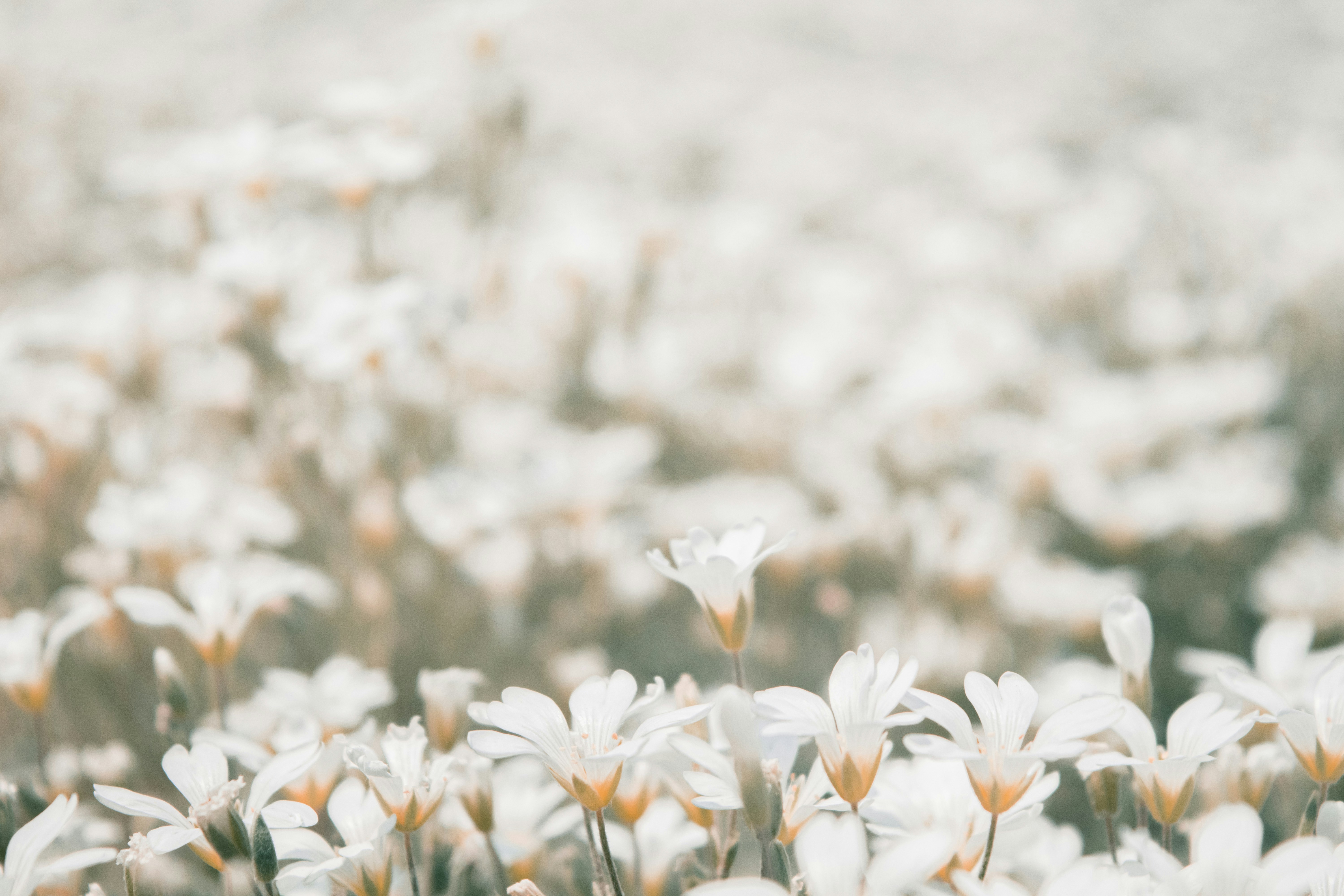 Photo by bararthe2nd