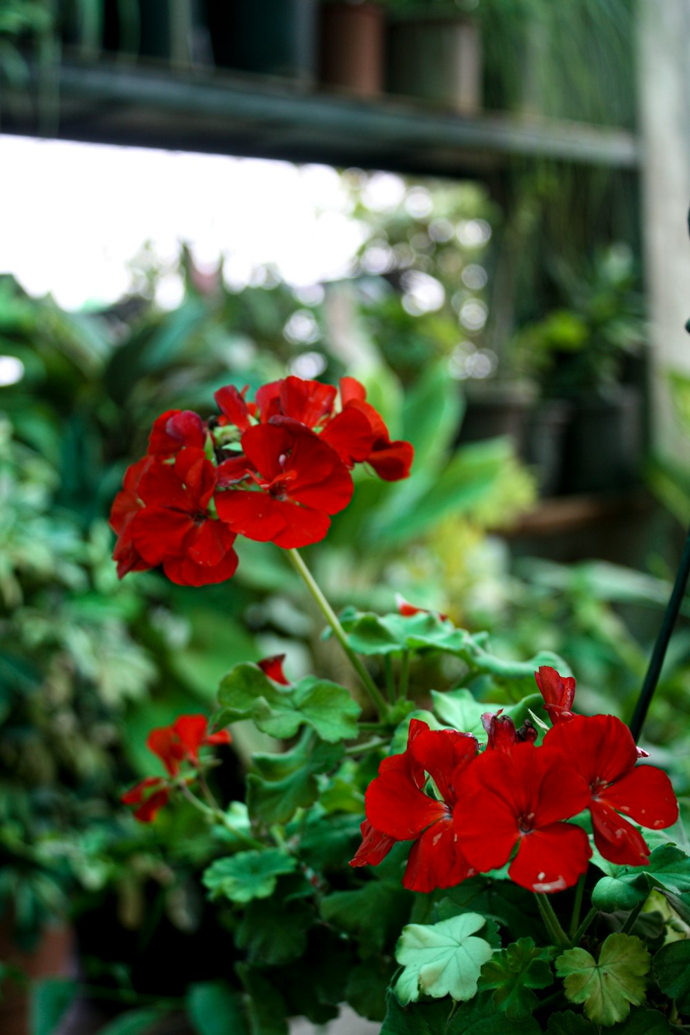 red flower in tilt shift lens