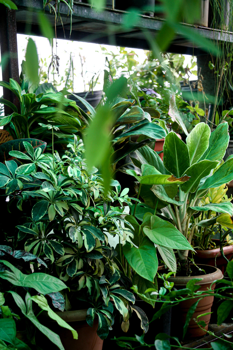The image depicts a lush indoor garden scene, with various potted plants and trees filling the frame. The majority of the greenery is concentrated on the left side of the image, creating a sense of depth and perspective. On the right side, there are two large pots filled with plants, one of which has a unique striped pattern. In the background, partially obscured by the foliage, can be seen a shelf or rack holding more potted plants. The colors in the image are predominantly green, with some brown and yellow accents adding contrast to the scene.