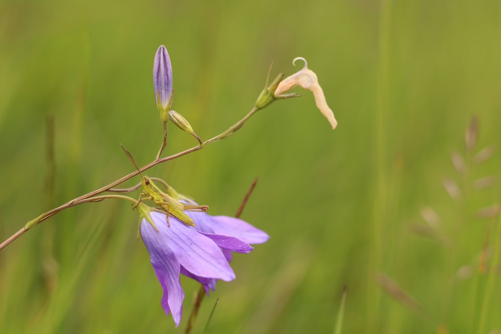 チルトシフトレンズのピンクの花