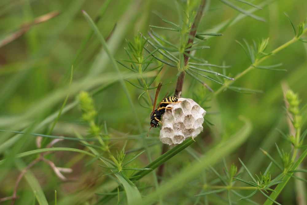 abeja negra y marrón sobre flor blanca