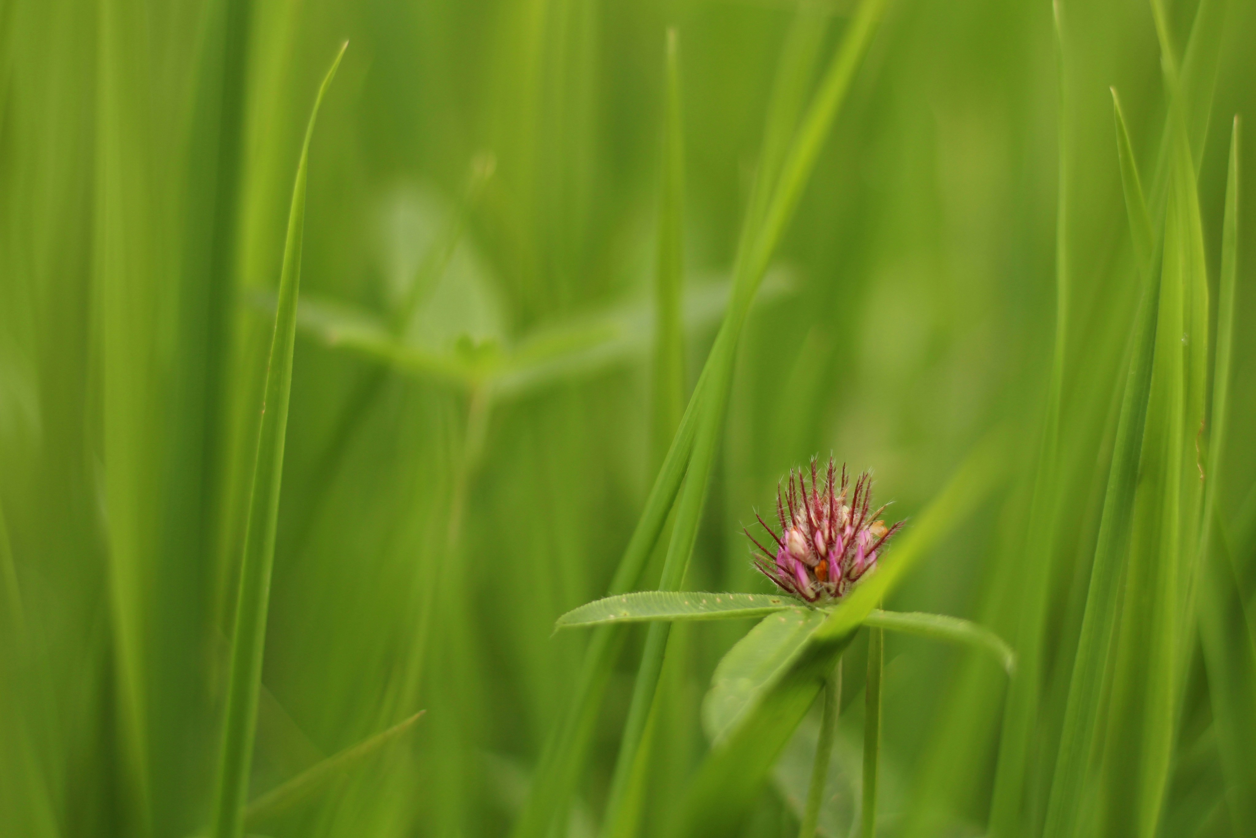pink flower in green grass