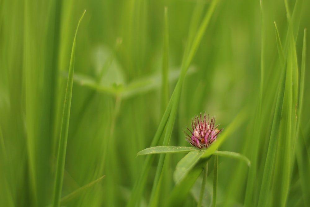 pink flower in green grass