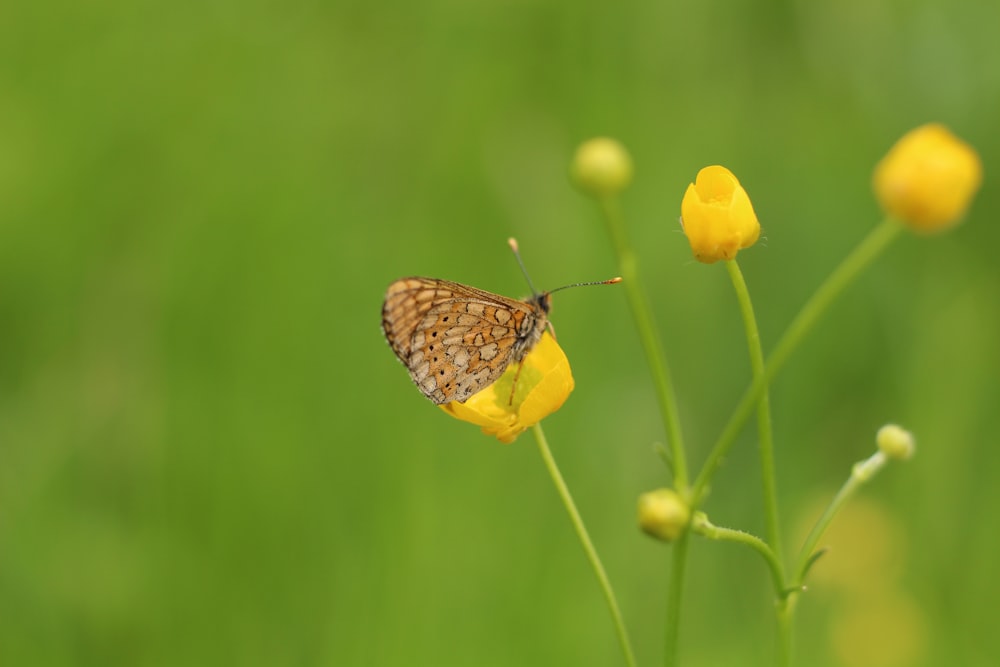 farfalla marrone e bianca appollaiata su fiore giallo in primo piano fotografia durante il giorno