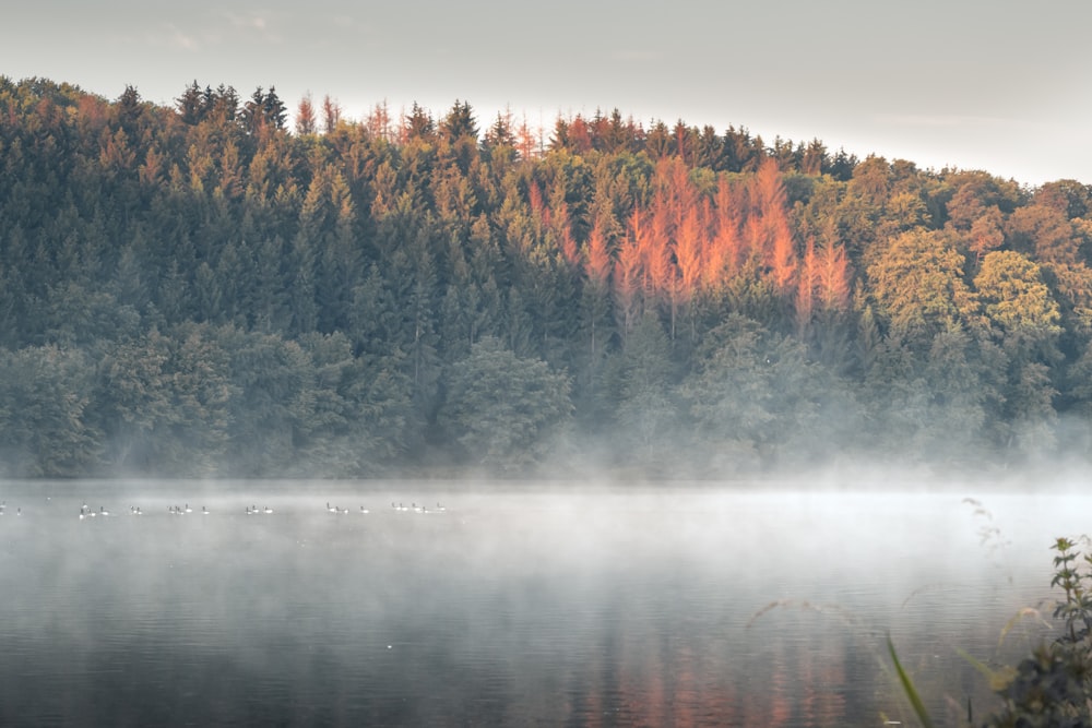 brown and green trees beside body of water during daytime