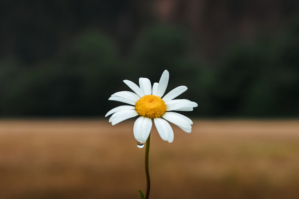 Weißes Gänseblümchen blüht tagsüber