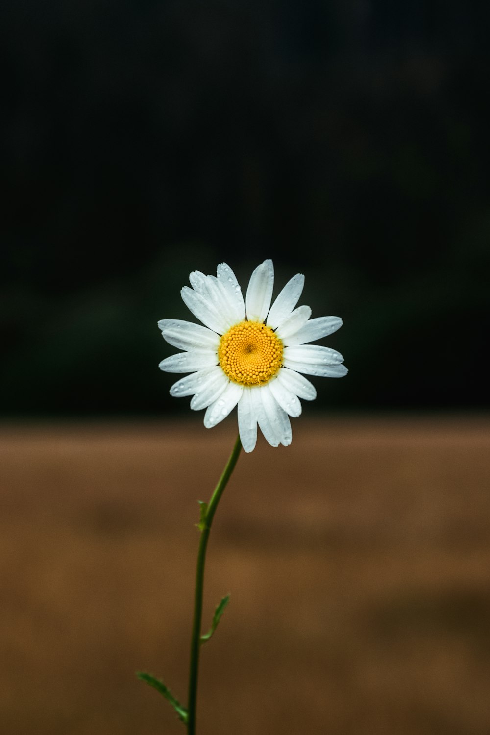 margherita bianca in fiore durante il giorno