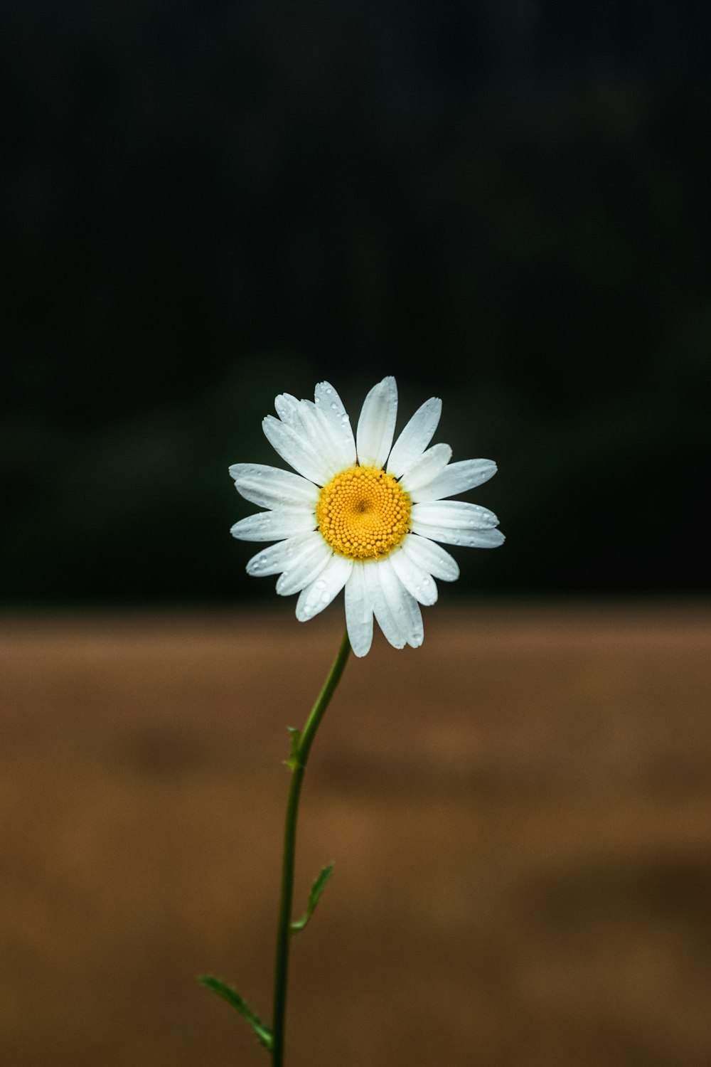 Weißes Gänseblümchen blüht tagsüber