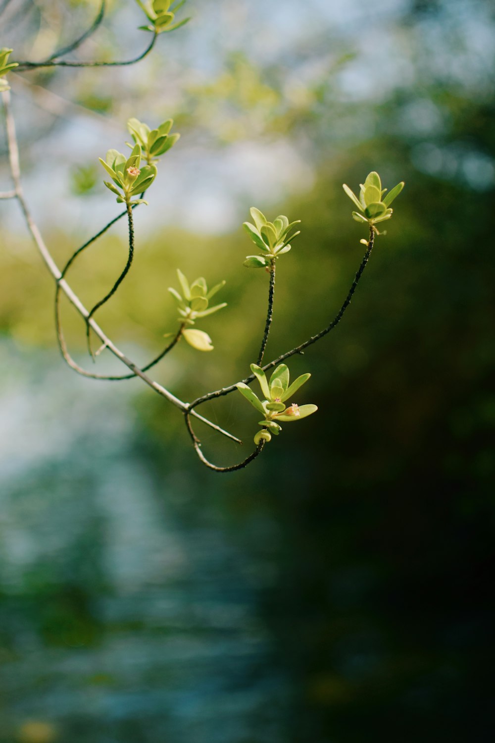 green leaves in tilt shift lens