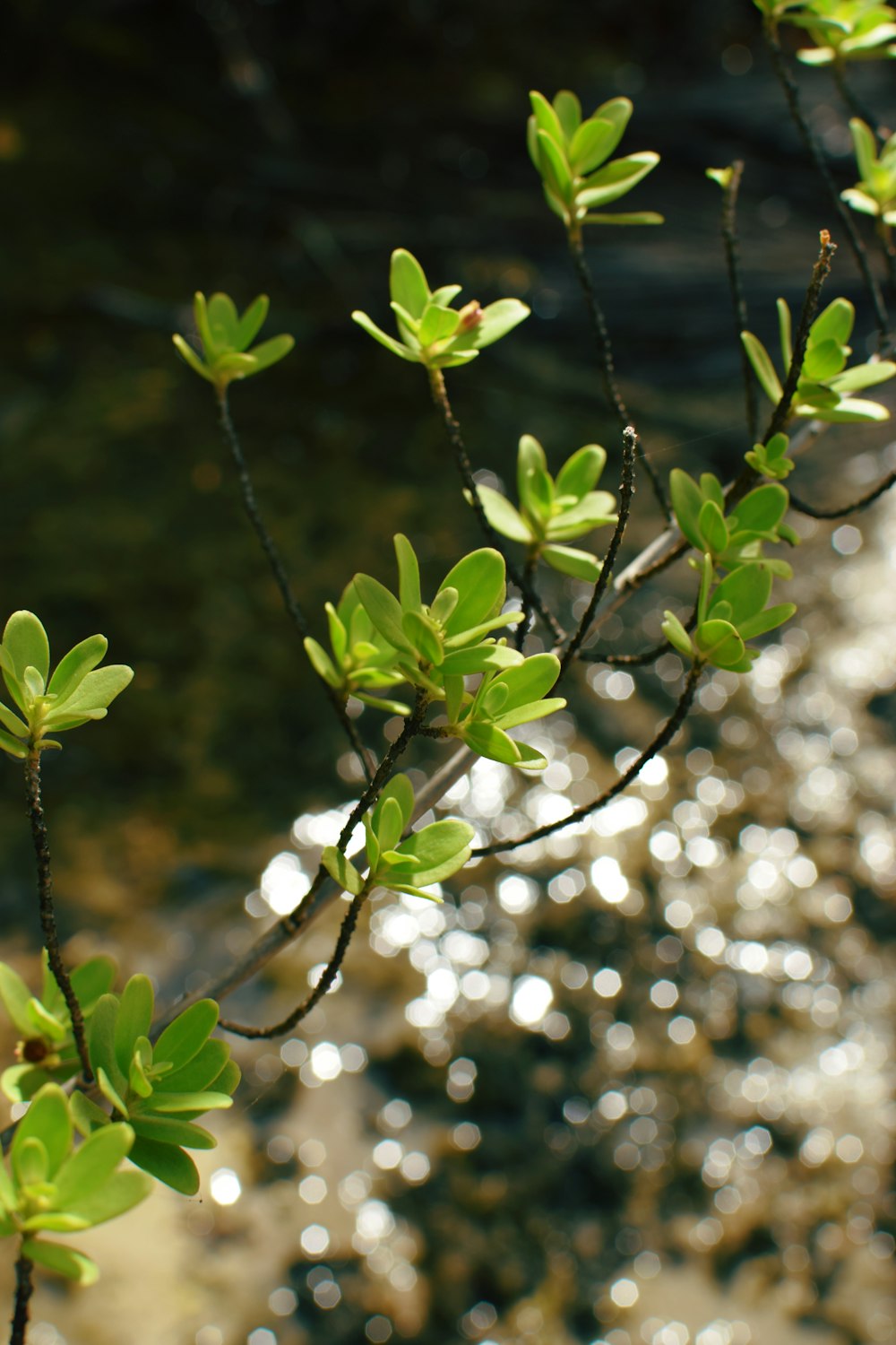 green plant in tilt shift lens