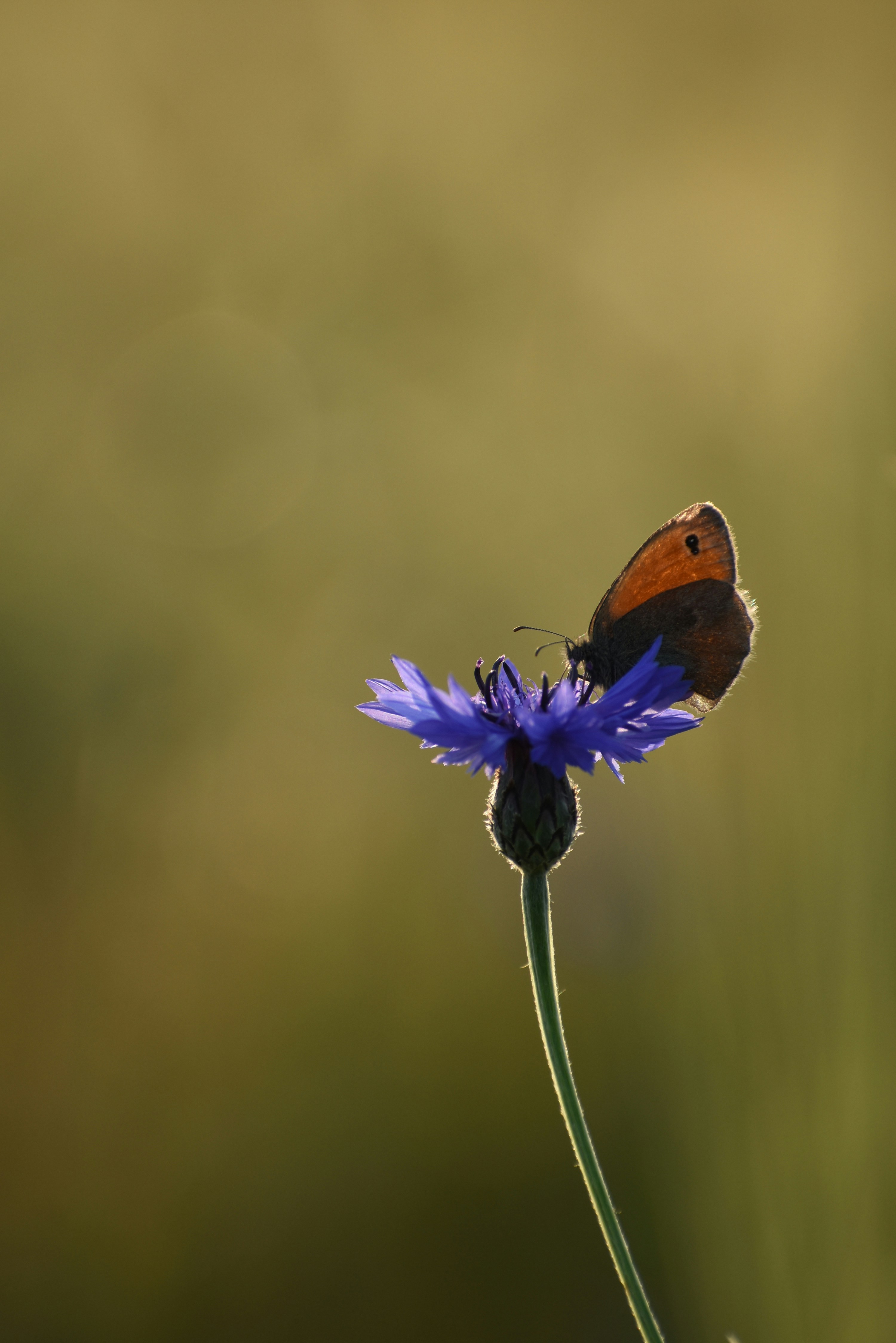 Brauner Schmetterling sitzt tagsüber auf lila Blume in Nahaufnahmen