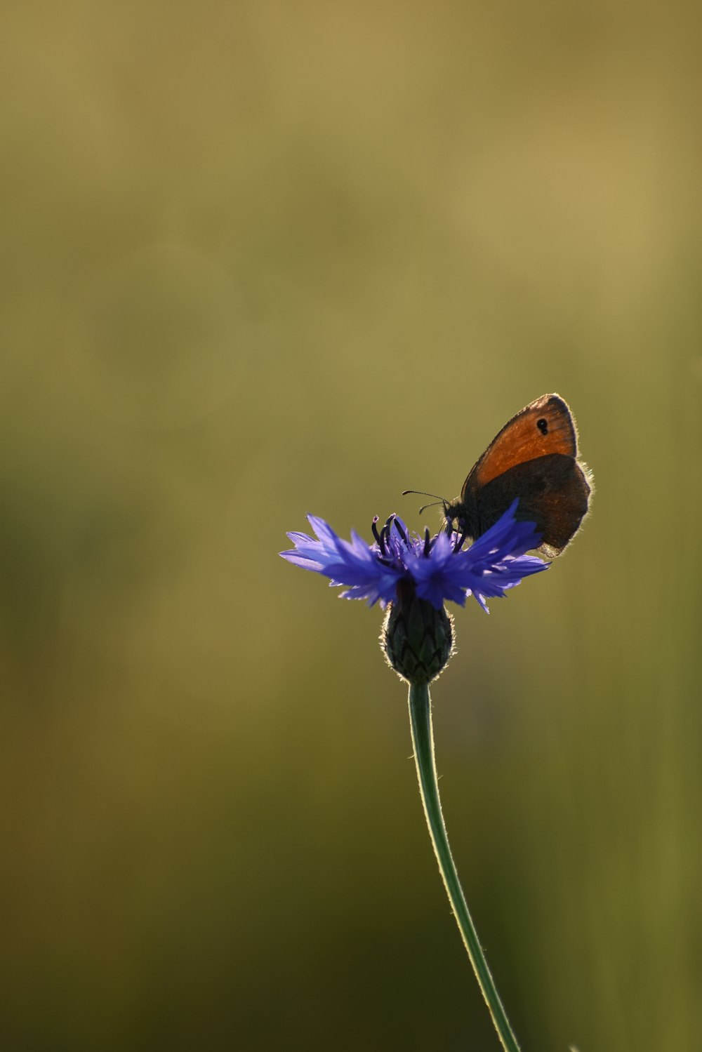 papillon brun perché sur la fleur violette en gros plan photographie pendant la journée