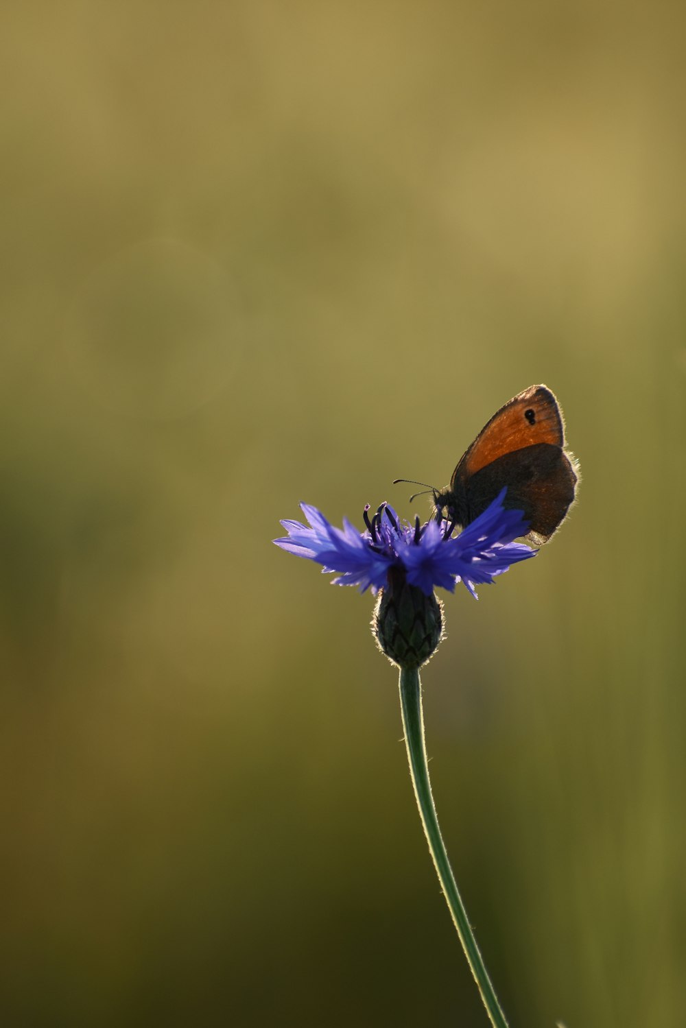 brown butterfly perched on purple flower in close up photography during daytime